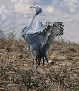 La grulla del paraíso, ave nacional de Sudáfrica