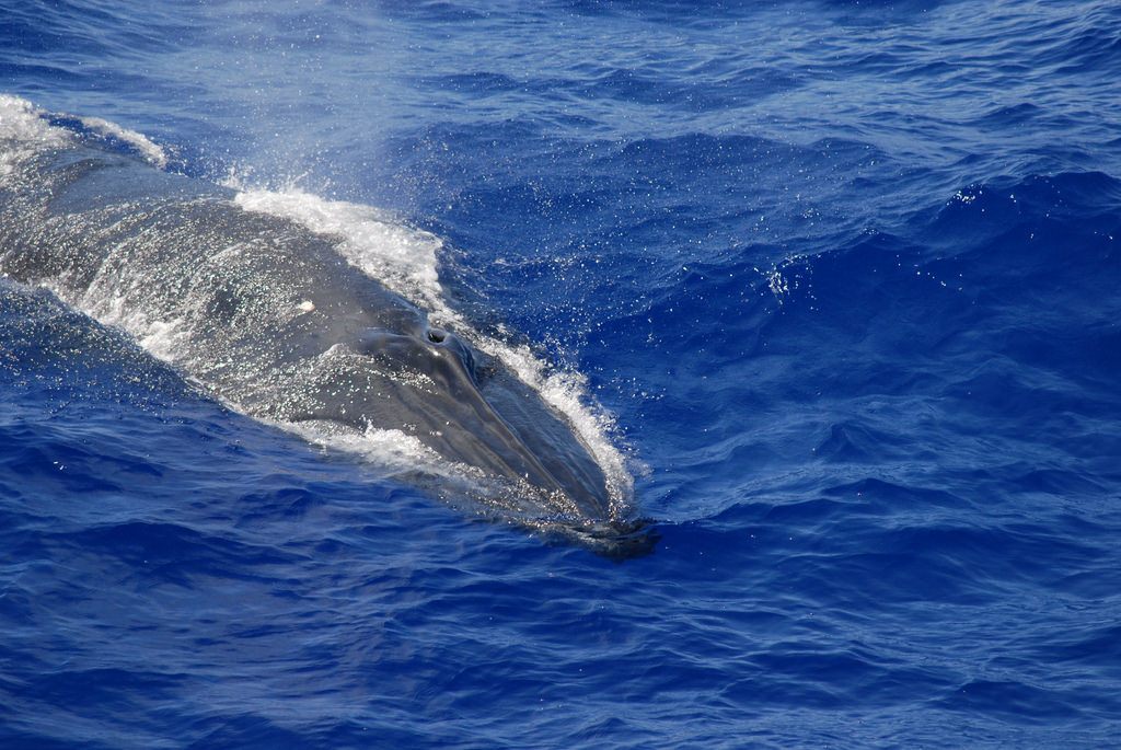 Brydes whale breathing hole