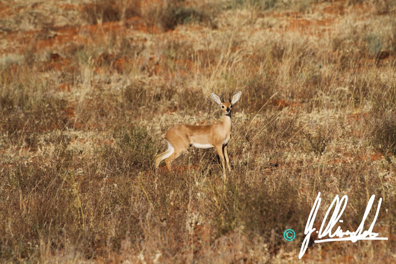 Antelope in the Kalahari