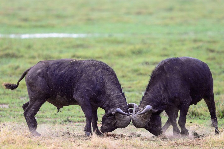 Zwei Büffel beim Käpfen auf einer grünen Wiese