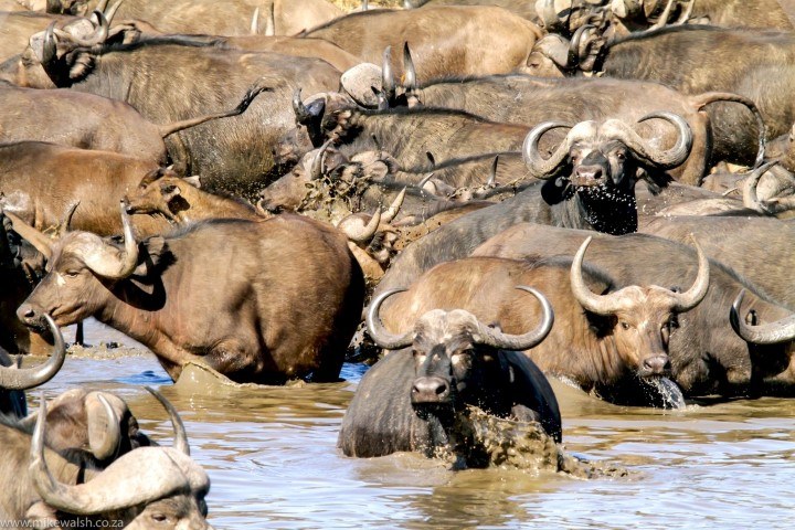 Eine Büffelherde leicht panisch im Wasser