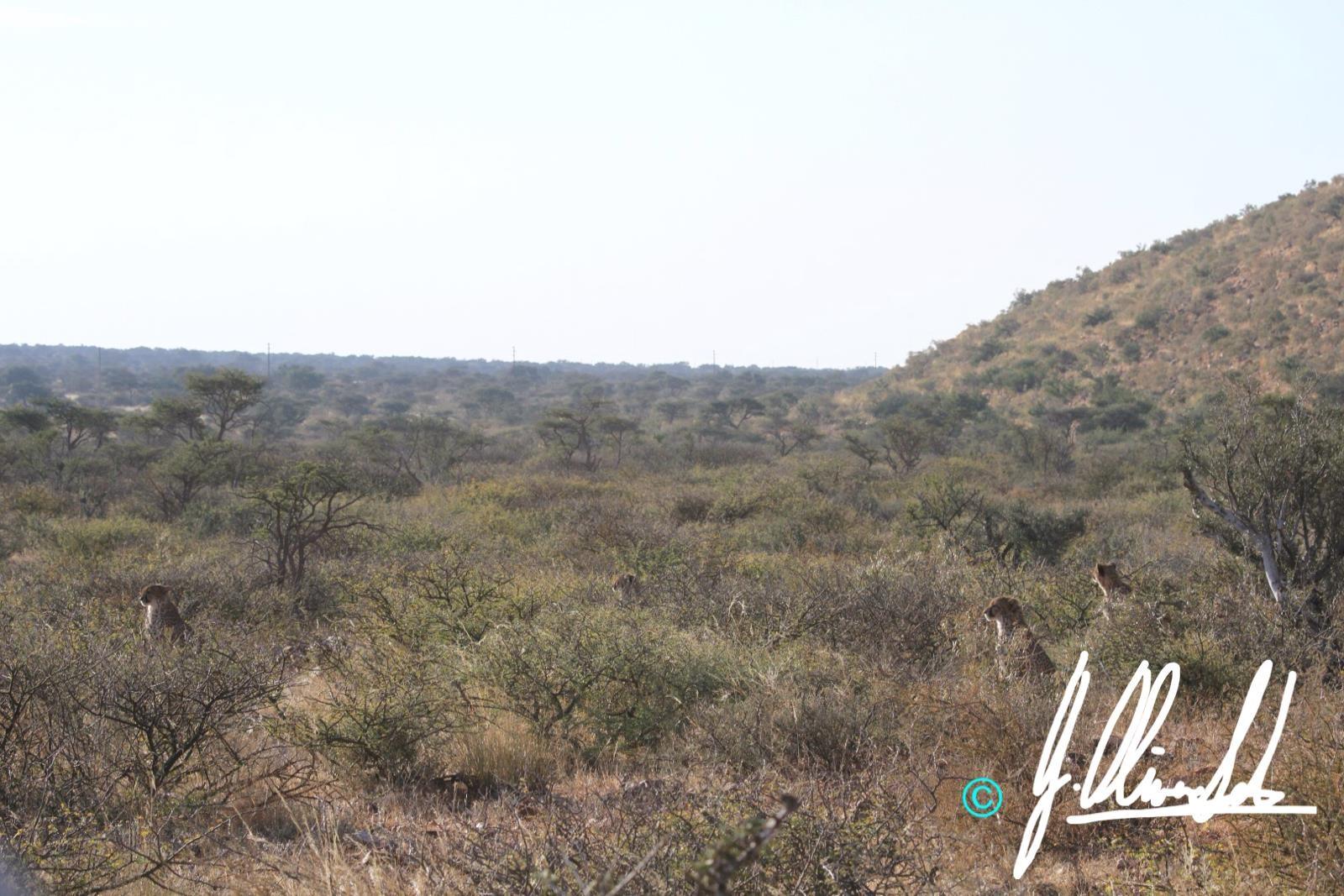 Cheetah in the Kalahari bush