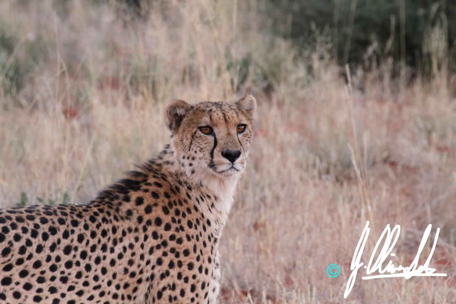 Cheetah in the Kalahari