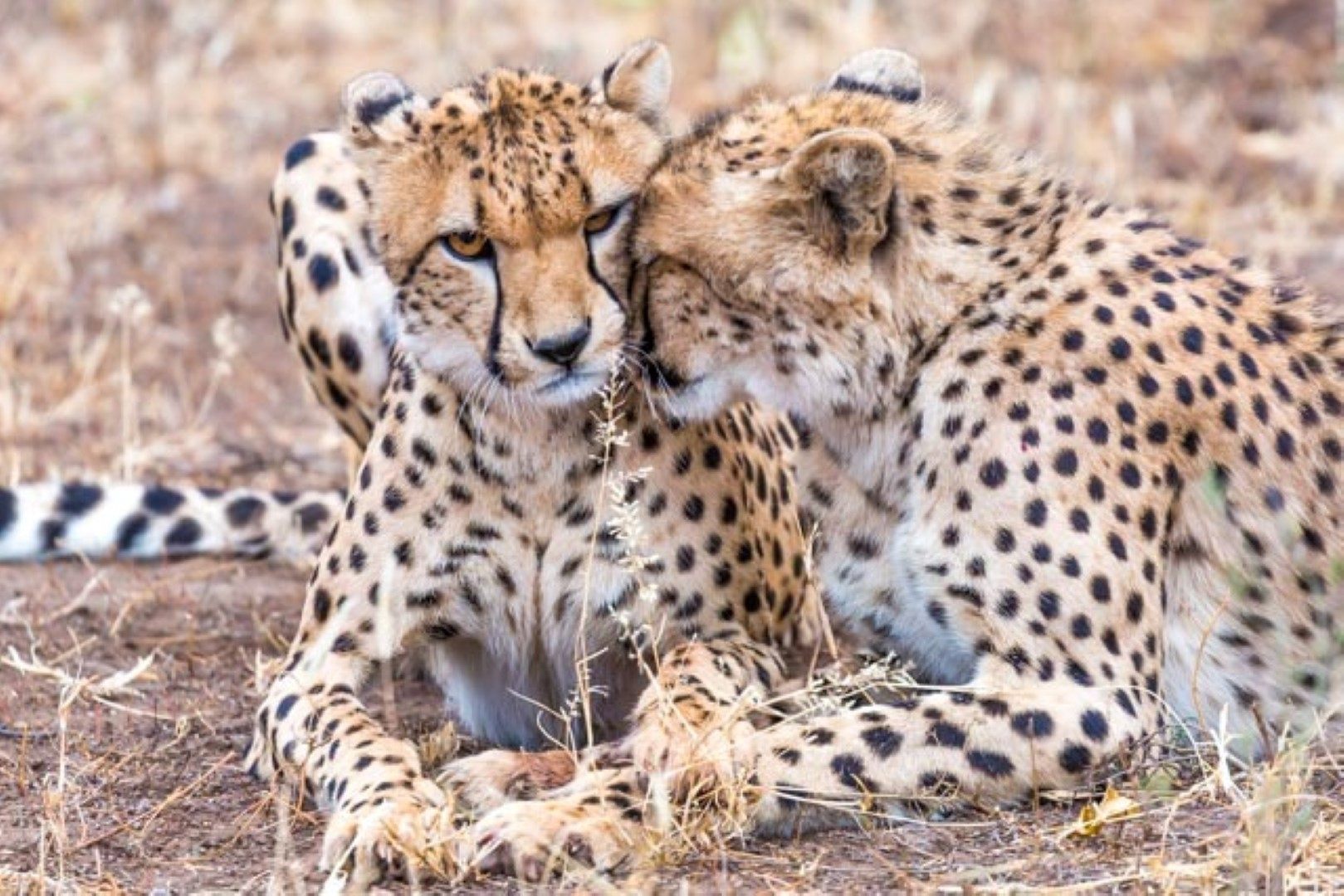 Kuschelnde Leoparden in der Savanne