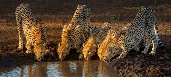 Cheetahs drinking from the waterhole