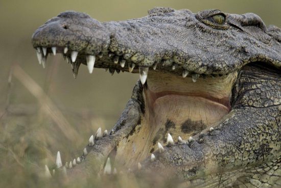 crocodile mouth agape botswana