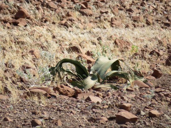 Welwitschia plant in Namibia