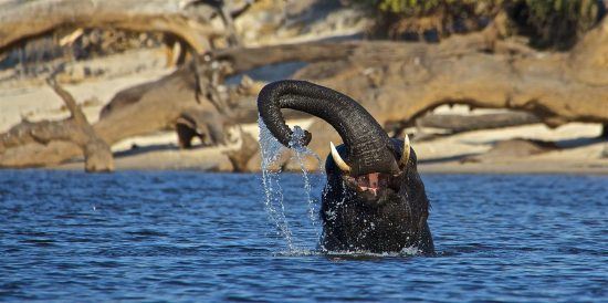 Elefant am Chobe-Fluss, Caprivi Region