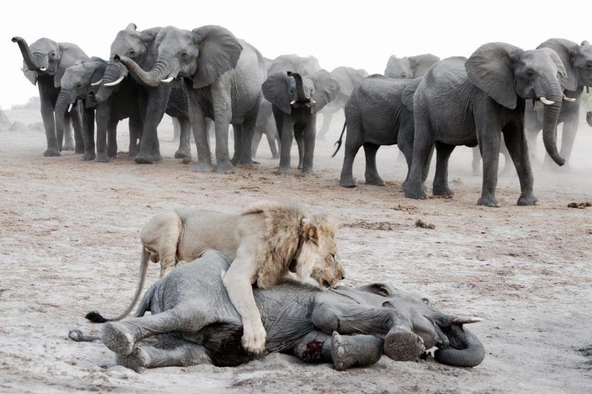 Löwe tötet jungen Elefant