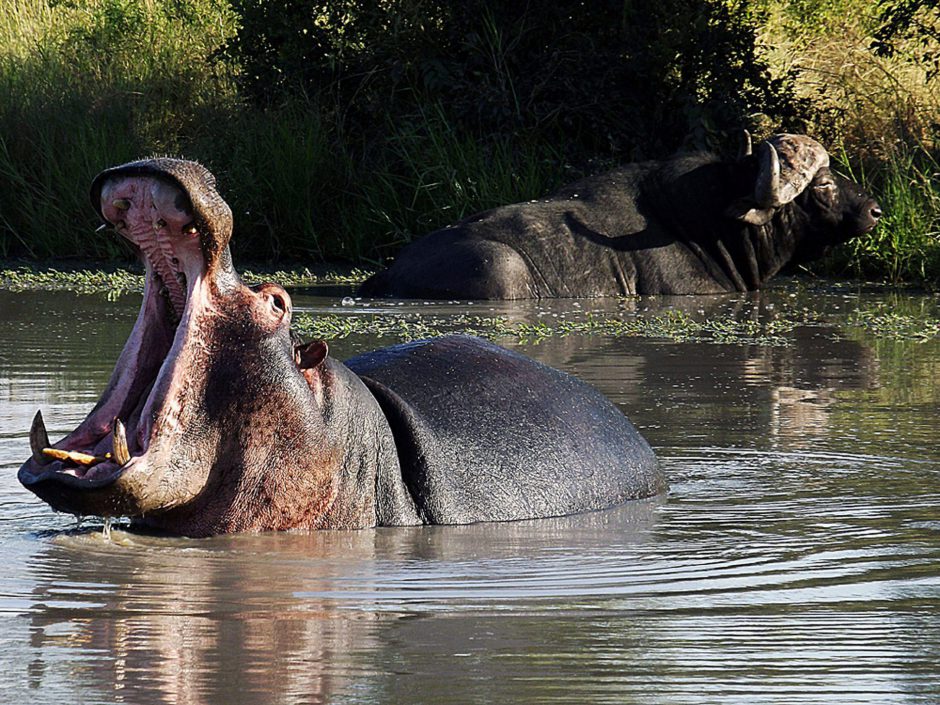 Hipopótamo se refresca na água, próximo ao Elephant Plains Game Lodge