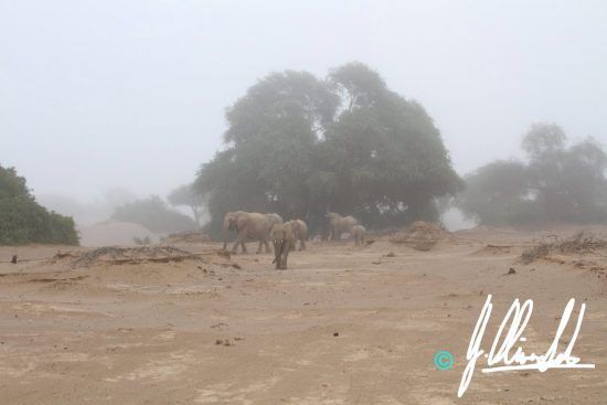 Elephant in the mist in Namibia