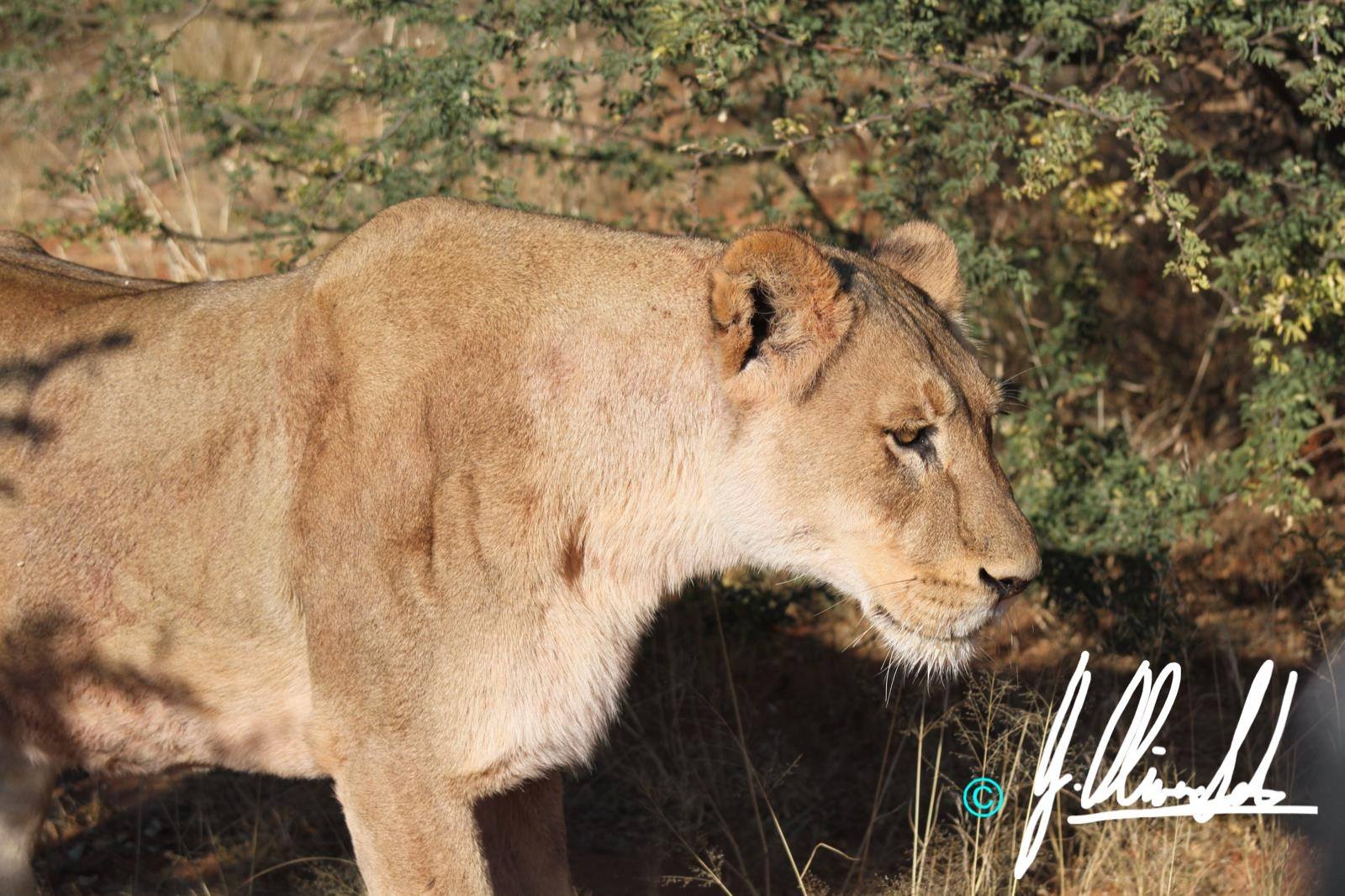 Female lion walking in the Kalahari