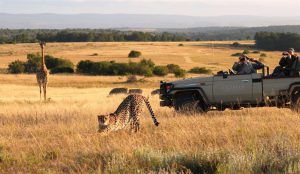 Imagen de la Reserva de Animales Lalibela