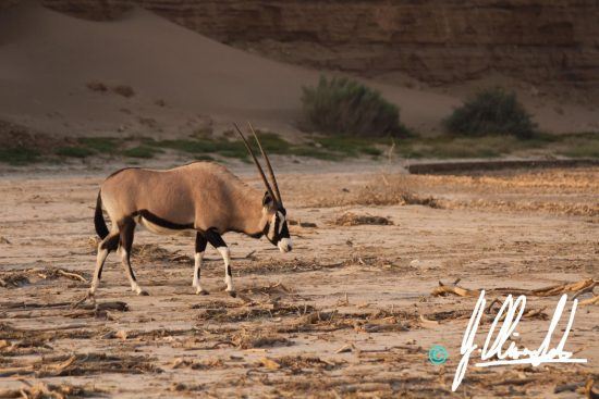 Gemsbok in the Kalahari of Namibia