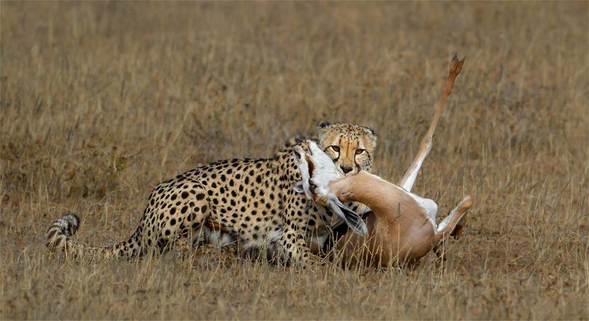 Gepard tötet Gazelle