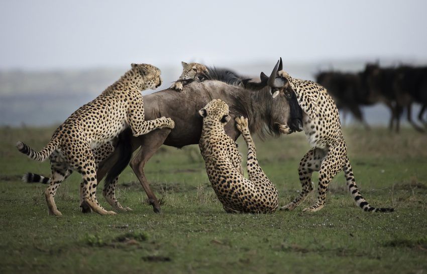 Geparden attackieren Gnu