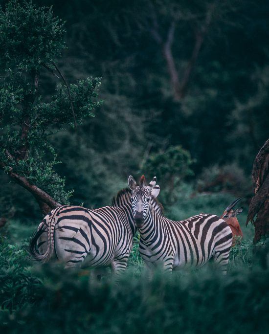 Zebra in a forest