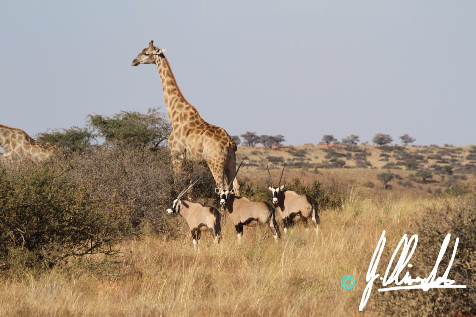 Giraffe and antelope in the Kalahari