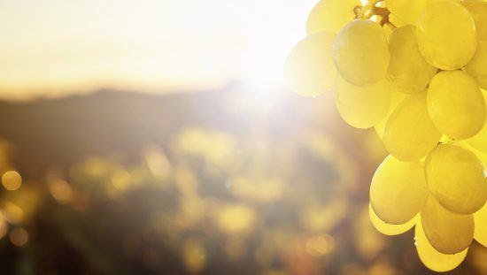 White grapes in a vineyard