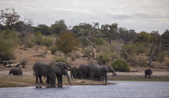 Um passeio de mokoro pelo Delta do Okavango revela uma infinidade de vida selvagem