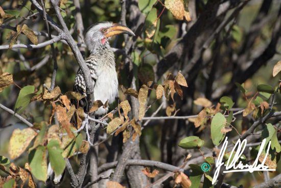 Hornbill in Namibia