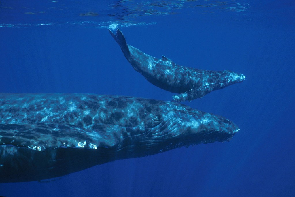 humpback whale with calve