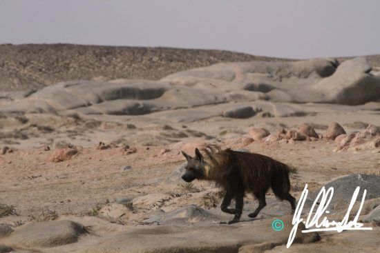 Long haired brown hyena in Namibia