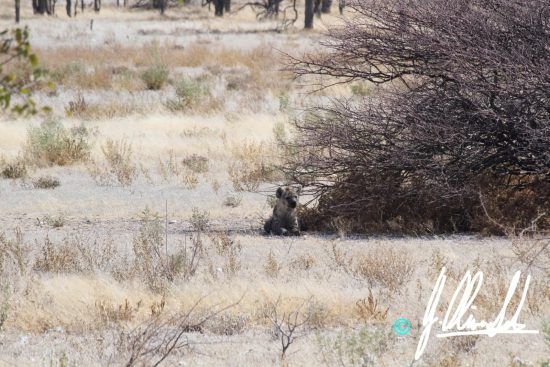 Hyena in Namibia