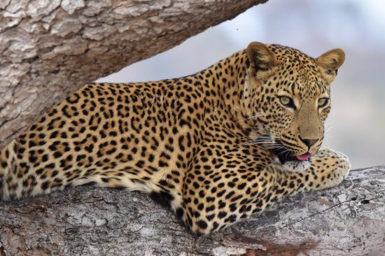 Leopard on a tree branch