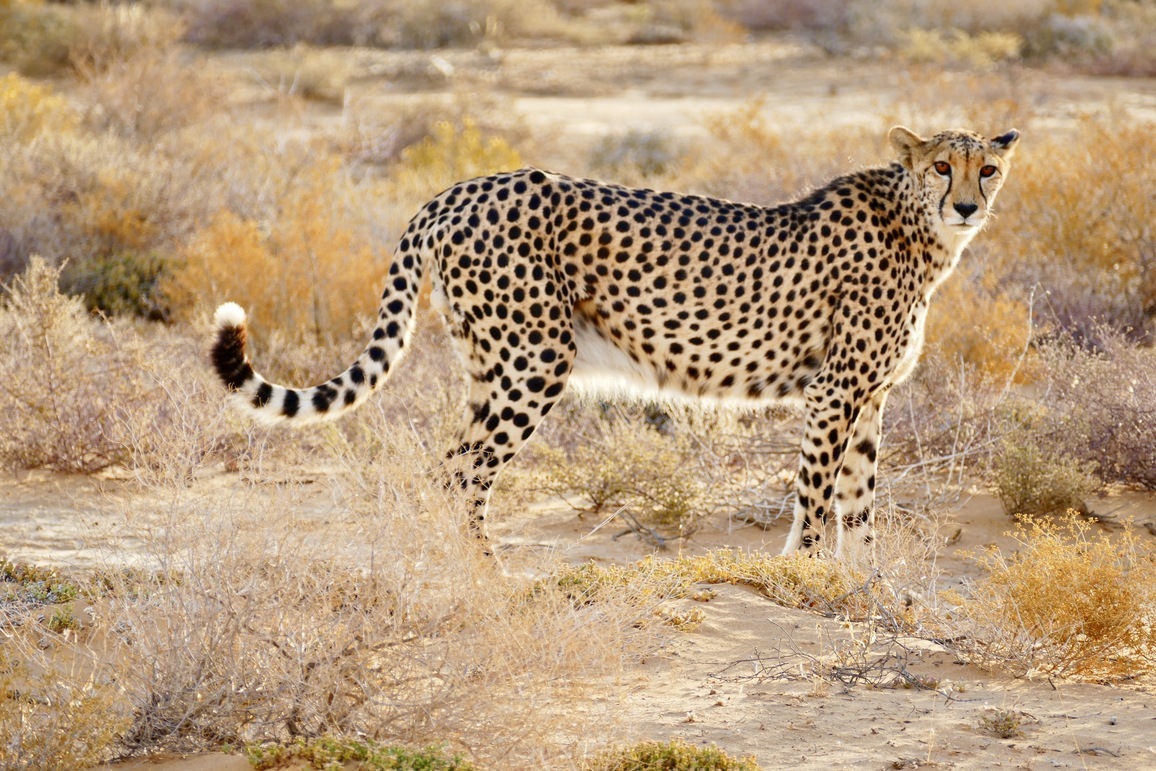 cheetah in savannah