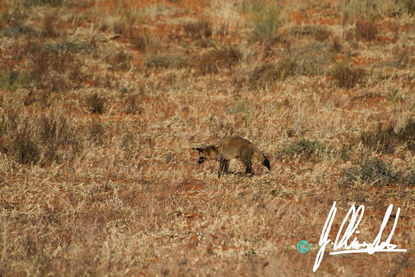 Bat-eared fox in the Kalahari of South Africa