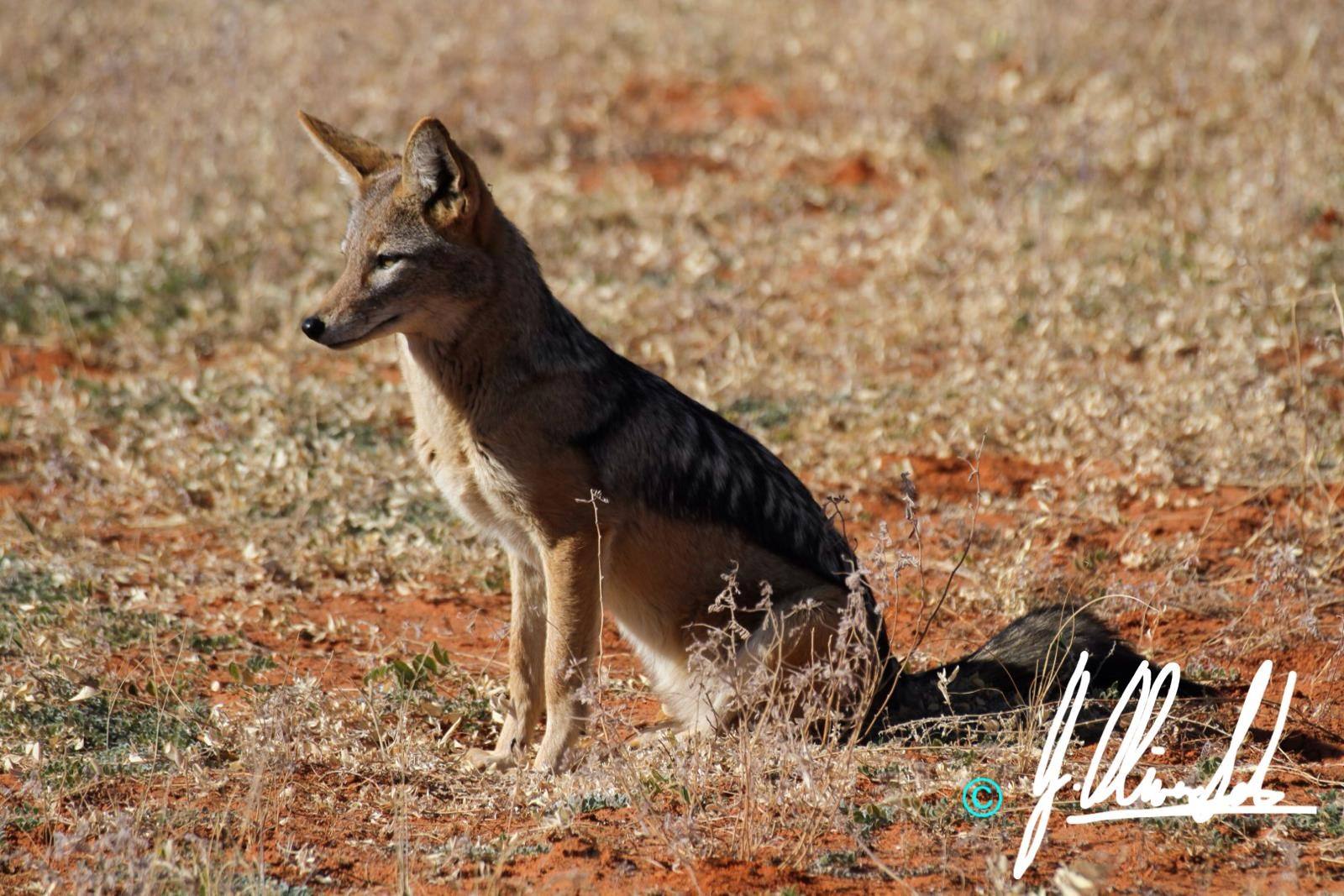 Black-backed jackal in the Kalahari