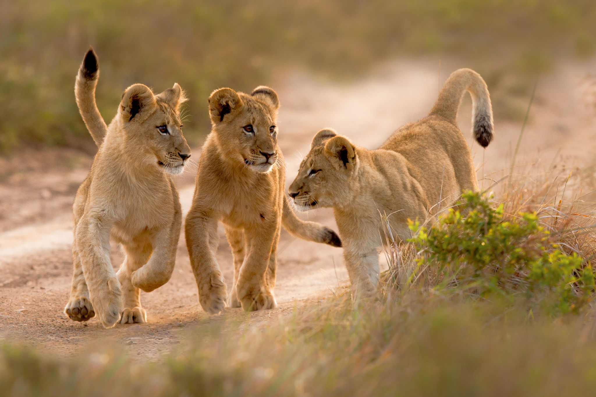 Lion cubs at Kariega Game Reserve