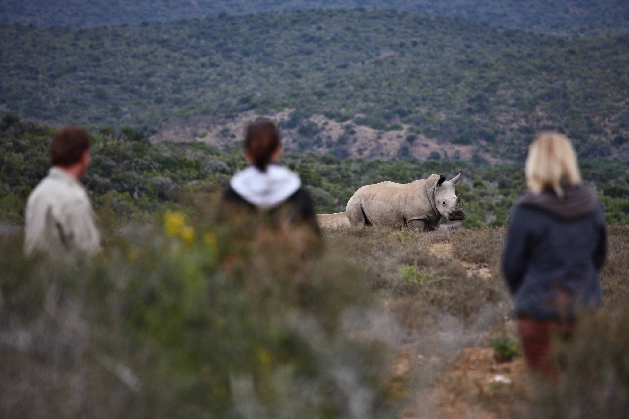 Rhino viewing at Kwandwe Game Reserve