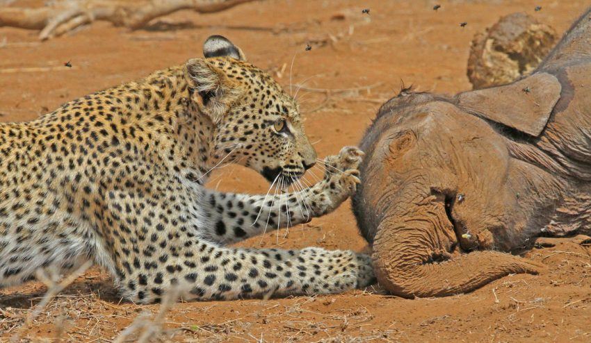 Leopard mit Baby-Elefant