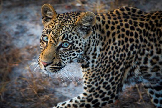 A young leopard with blue eyes