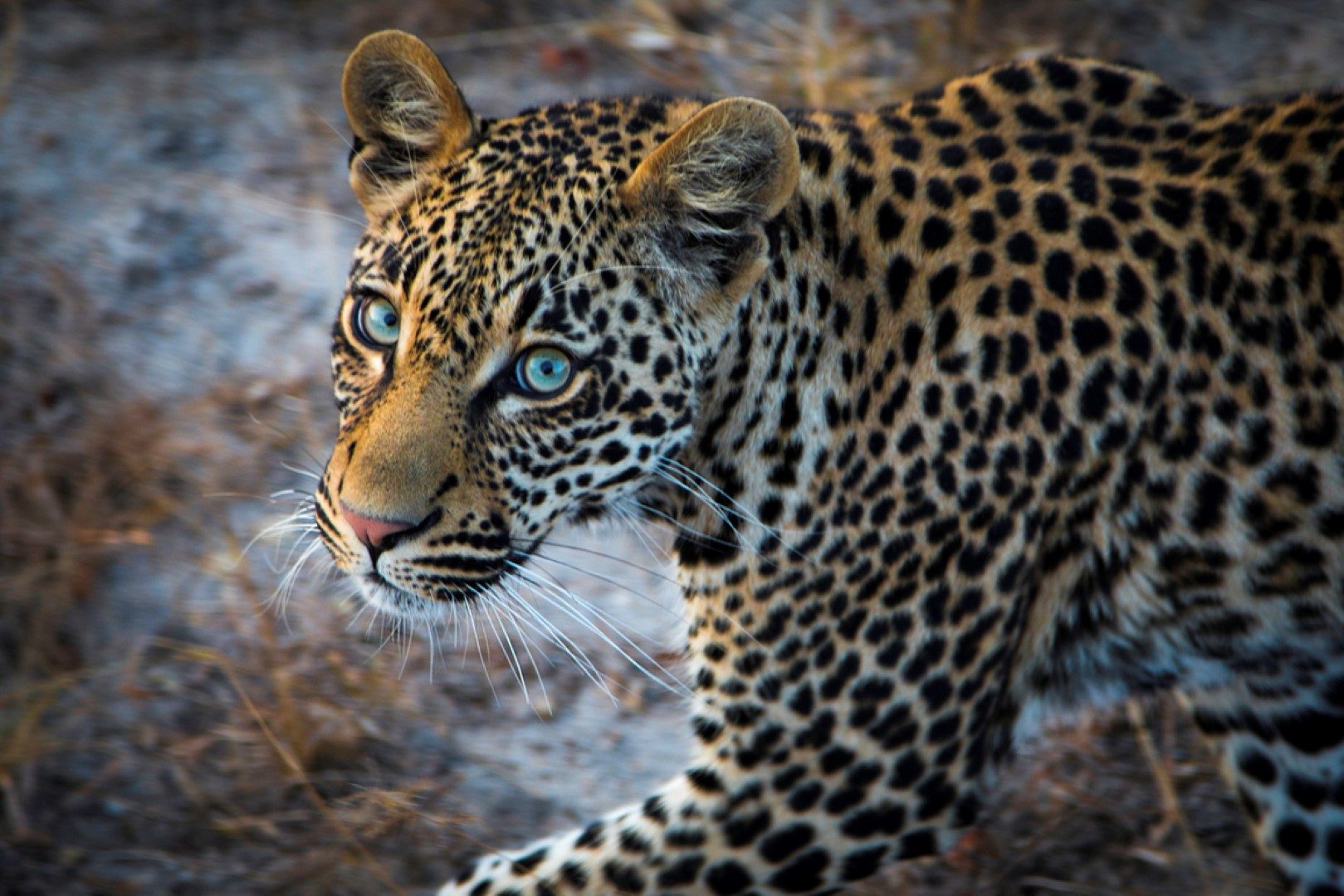 Leopard mit blauen Augen