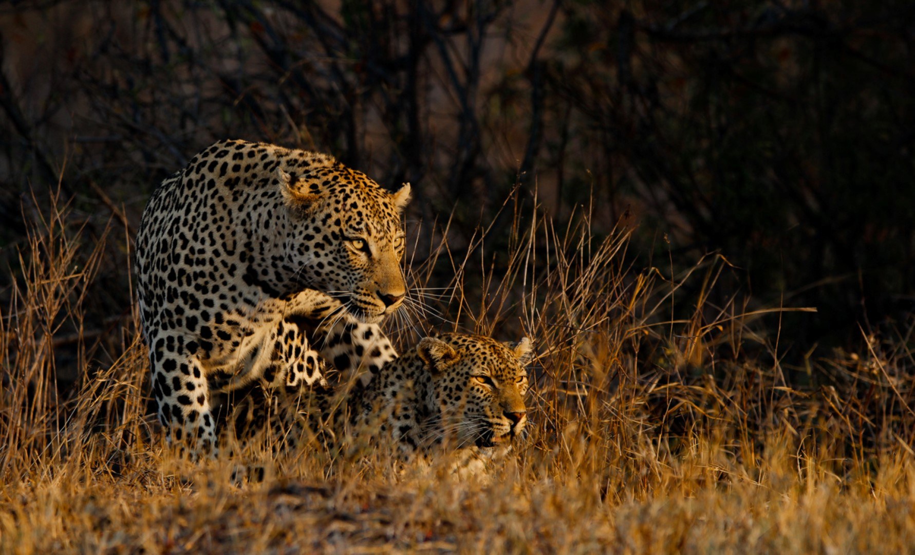 Leopardenpäärchen in der Savanne