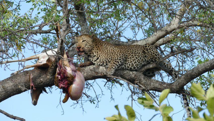 Leopard mit Beute auf dem Baum