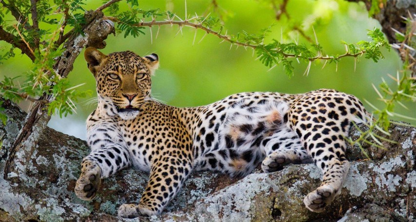 Ein Leopard hat es sich in einem Baum gemütlich gemacht