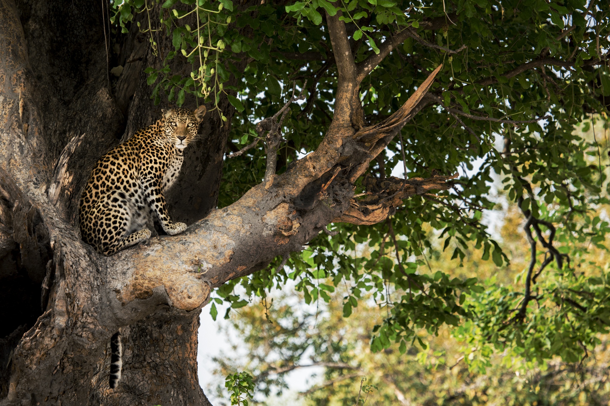 leopard sitting tree mombo camp okavango delta botswana