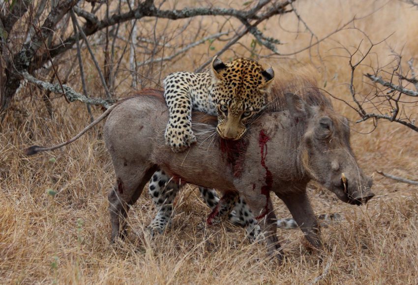 Leopard mit Warzenschwein