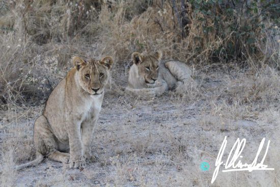 Lion cubs in Namibia