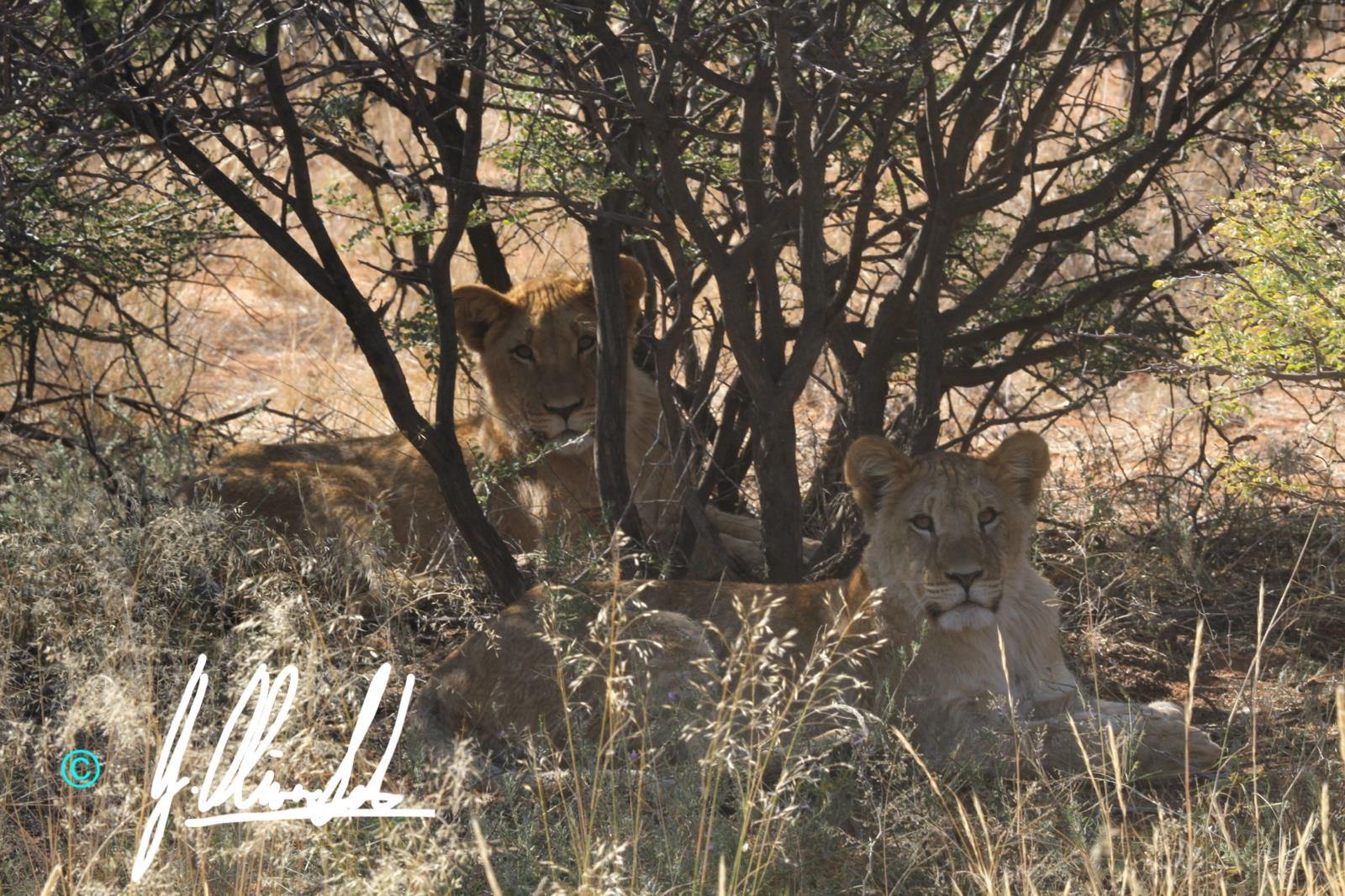 Lion cubs lying in the shade in the Kalahari