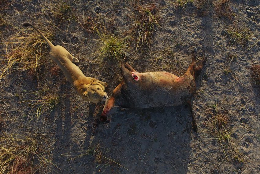 Löwe mit Beute aus der Vogelperspektive