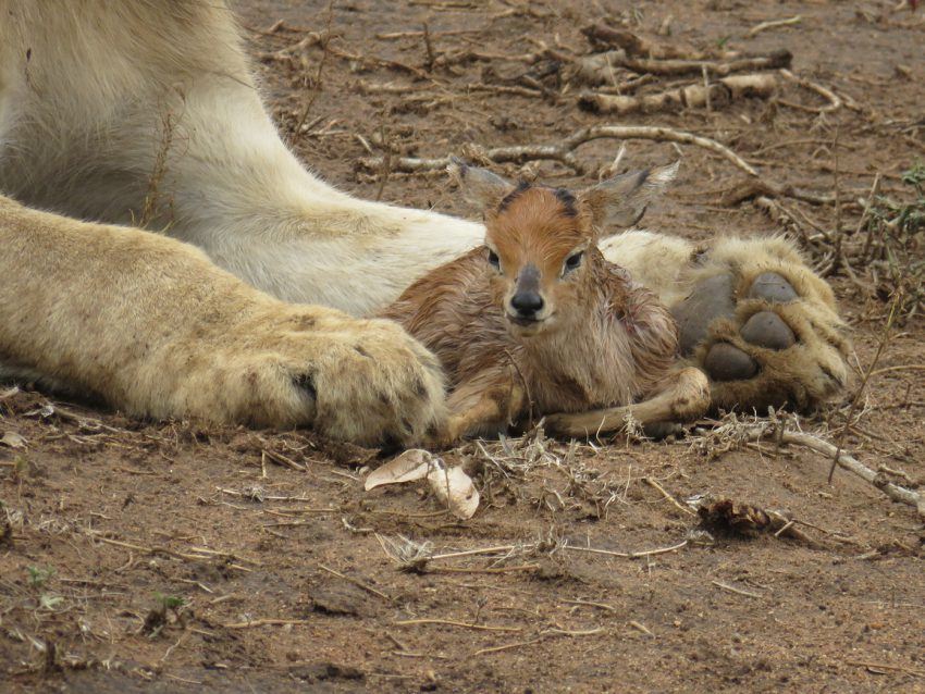 Gazellenbaby in den Pranken des Löwen