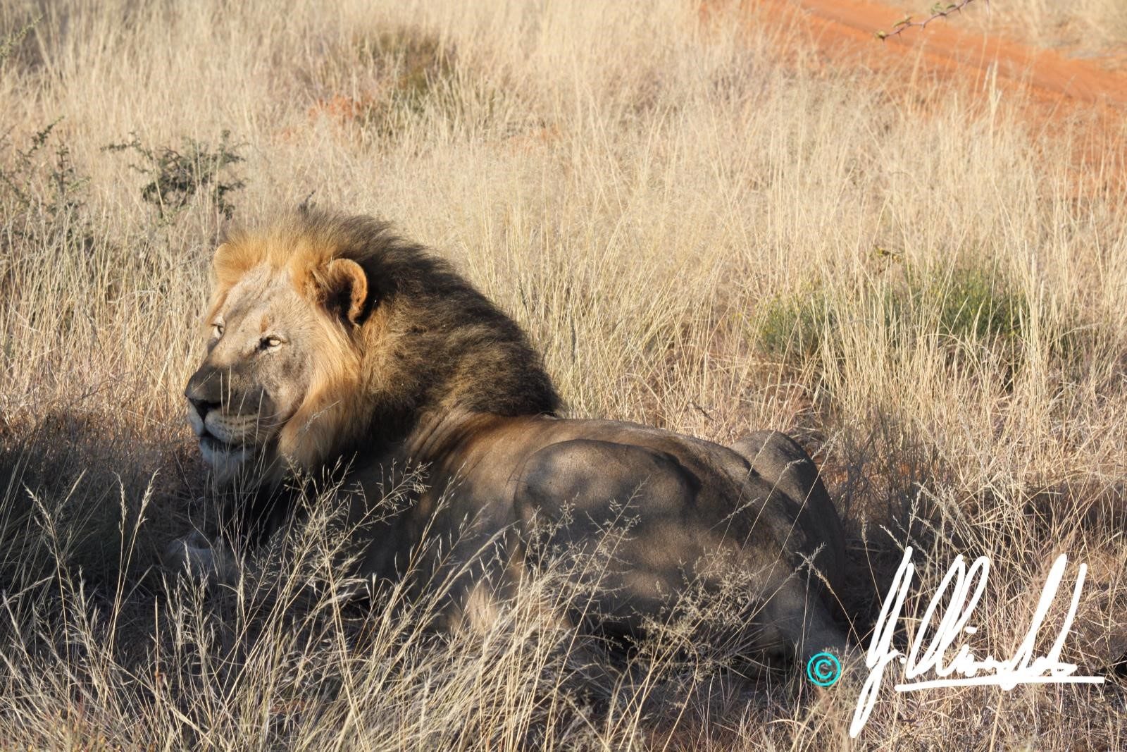 Male lion lying down in the Kalahari