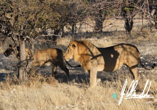 Lion pair stalking in Namibia