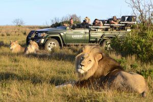 Safari en Kariega rodeado de leones