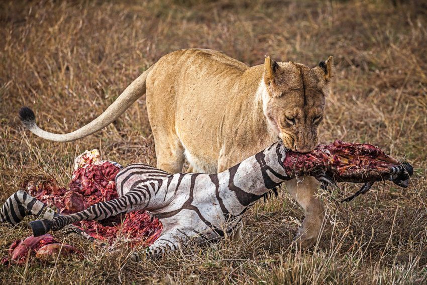 Löwe mit Zebra